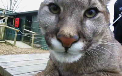 Nobody Believed Them When They Described The Puma’s Morning Ritual So They Caught THIS On Video