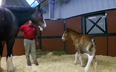 Meet Budweiser’s New Baby Clydesdales!