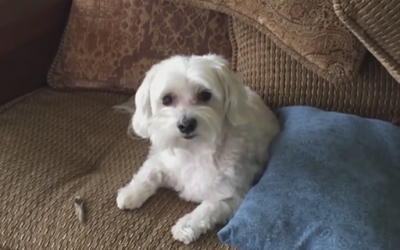 He Came Home To A Huge a Mess. When He Asks The Dog Who Did It I Can’t Stop Laughing!