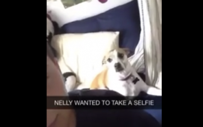 This Guy Is About To Take A Selfie But Keep Your Eye On The Surprise Dog Behind Him!