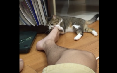 THIS Cat Smells Her Human’s Smelly Feet. Her Unexpected Reaction Is PRICELESS