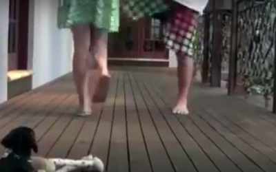 This Puppy Wiener Dog Thinks His Human Is Being Assaulted. Now Watch How He Reacts..