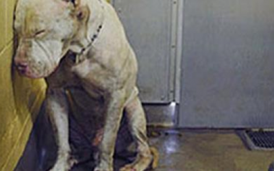 This Dog Gave Up On Life and Was About To Be Killed. But What Happens Next Left Me In Tears.
