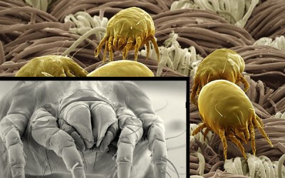 Apparently Scientists Say THIS Is Why You Should Never Make Your Bed Again!