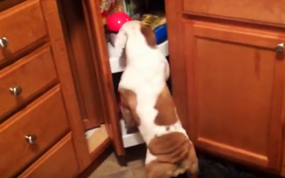 Puppy Gets Caught Red-Pawed. Now Watch His Unexpected Reaction When He Knows He’s Caught!