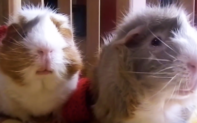 No One Believed Her When She Described Her Guinea Pigs Morning Ritual. So She Caught This Video.