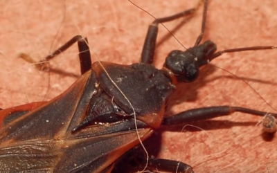 This Is Not a Normal Bug and They Are Showing Up Everywhere. If You Notice One Do THIS Right Away!