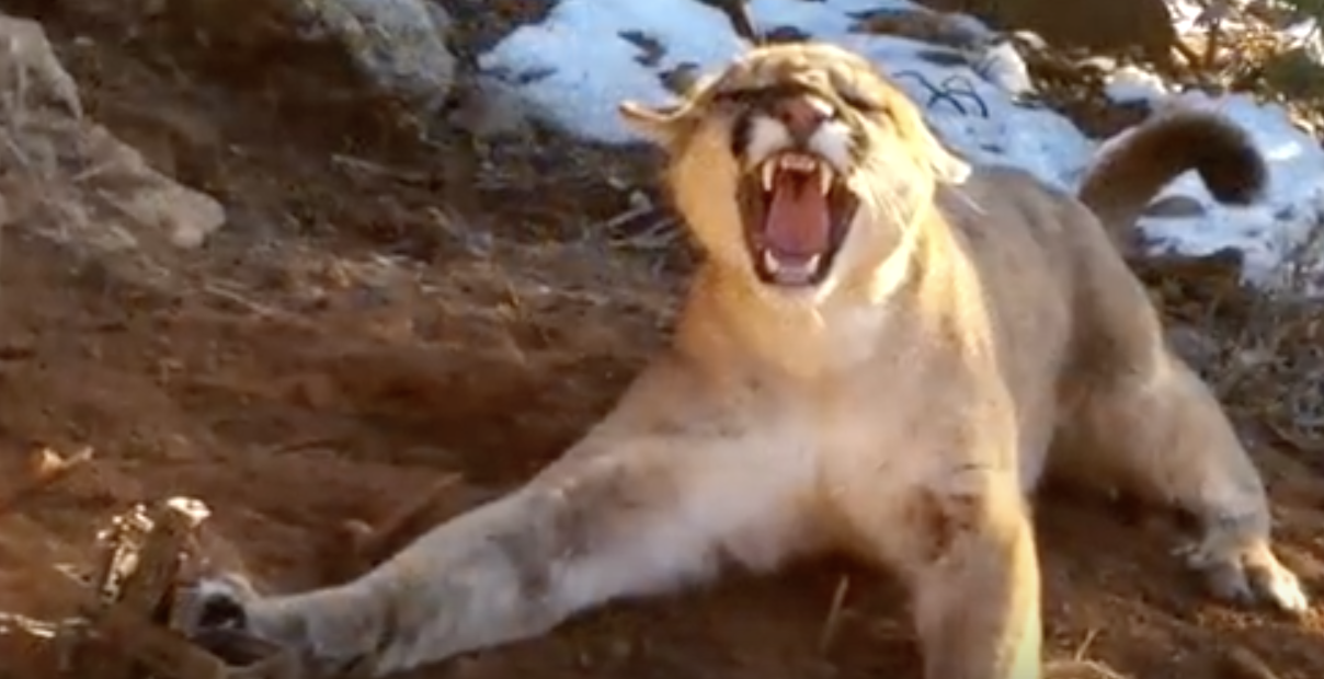 These Men Find A Mountain Lion Stuck In A Trap. Then They Do The