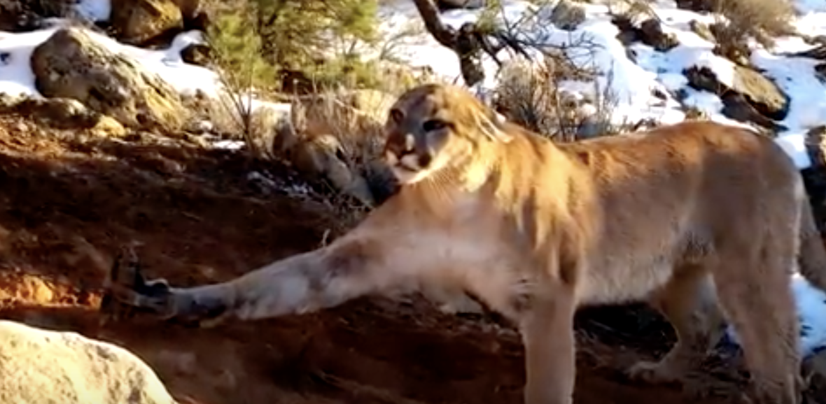 These Men Find A Mountain Lion Stuck In A Trap. Then They Do The