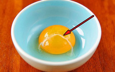 Have You Ever Noticed The White Stringy Thing Thats Connected To Your Egg Yolk. THIS Is What It Is.