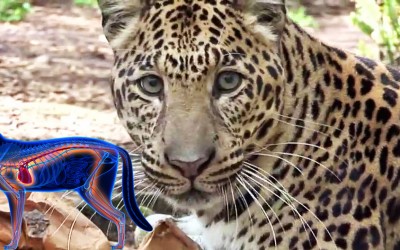 Lions Tigers and Leopards Try Catnip For The First Time Ever. The Results Are Hilarious!