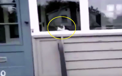 Nobody Believed The Mailman When He Described What This Cat Does Everyday. So He Caught THIS