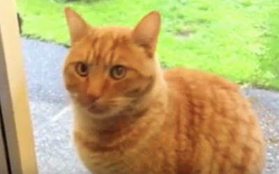 Nobody Believed Her When She Described How Her Cat Gets Back In The House. So She Caught THIS