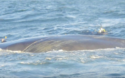 It Took Them Over 5 Hours To Try To Save THIS Whale From A Net But Then The Whale Does The UNTHINKABLE!