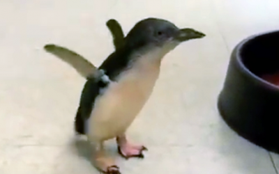 Baby Penguin Is Searching For His Dad. But When The Lil One Finds Him It’s The Best Thing Ever!
