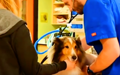 Vet Saves Paralyzed Dog’s Life By Noticing Something Strange On His Ear Right Before He Was Going To Be Put Down