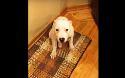 No One Believed Her When She Told Them What Her Pup Started Doing. So She Caught THIS!
