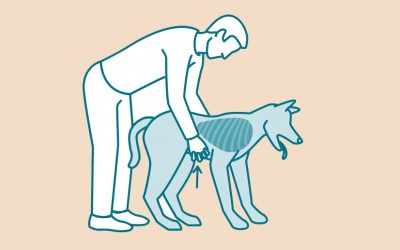 This Is How You Can Save Your Dog’s Life Using The Heimlich. I’m Glad I Learned THIS!