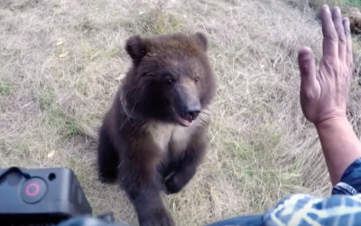 Baby Bear Approaches a Human But The Unexpected Happens When He Touches Her Feet