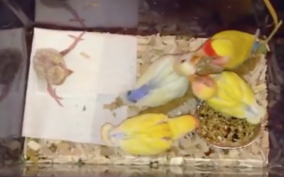 Parents Of This Baby Bird Rejected Him Because Of His Deformity. Now Watch Who Rescues and Saves Him!