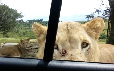 This Family Went to See The Lions But Instead Got the Scariest Surprise of Their Lives.