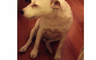Guilty Dog Gets Caught By His Mom For Knocking Over The Trash. What He Does Next Is Hilarious!