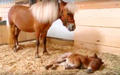 Minutes After This Baby Was Born They Realized She Was The Rarest Horse In The World.