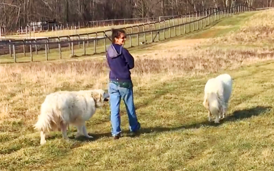 Woman Takes A Morning Walk With Her 2 Pups. But She Never Expected THESE Surprise Visitors To Join!