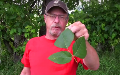 You Won’t Get Poison Ivy Again Even If You Come Into Contact With It After You Learn THIS Trick