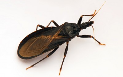 This Isn’t a Regular Insect. If You See One Do Not Go Near It. The Reason is Scary