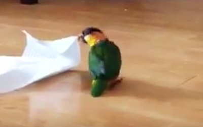 This Parrot Discovers a Paper Towel Laying On The Ground. How He Reacts is HILARIOUS!