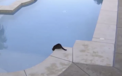Hidden Camera Caught This Cat By The Pool. But Wait Till You See Who Sneaks Up Behind Him!