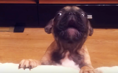 He Asks His Bulldog If He Wants To Sit On The Couch. The Pup Then Throws a Hysterical Tantrum.