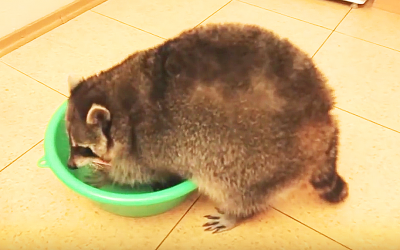 These Humans Get a Huge Surprise When They Realize What Their Raccoon Is Actually Washing!