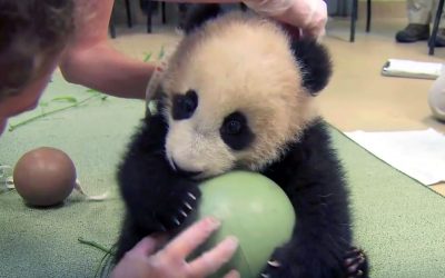 Humans Try To Take Away This Panda’s Ball. Now Watch His Adorable Fit As He Attempts To Keep It.