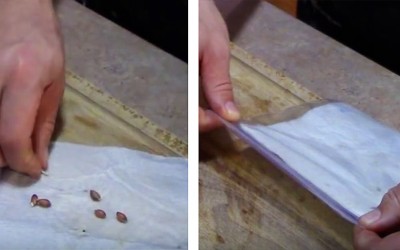 He Takes a Lemon Seed Wraps It In a Towel and Puts It In a Bag. A Week and a Half Later Awesome!