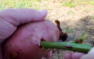 She Sticks An Old Rose Stem Inside a Potato. 2 Weeks Later It Completely Transforms.