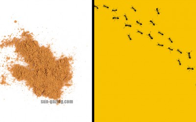 THIS Spice You Already Have In Your Home Will Get Rid Of Your Ant Problem Immediately