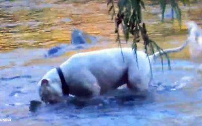 He Lets His Pit Bulls Jump Into The River. What They Discover Is Nuts.