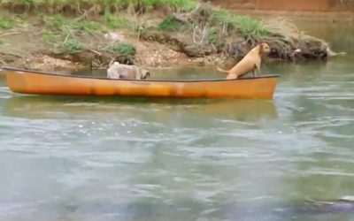 These 2 Pups Got Trapped On a Boat Going Down Stream. But Watch Who Comes To Their Rescue.