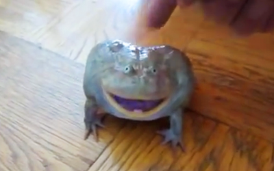 He Touches This Strange Frog He Discovered In His Home. The Frog’s Reaction WOW!