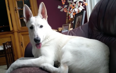 This Dog Just Noticed That She Silently Farted. Her Reaction Is Hysterical.