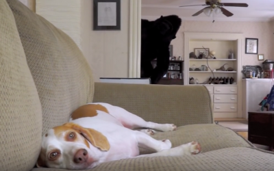 A Gorilla Sneaks Up Behind This Pup. How The Dog Reacts Is Hysterical.
