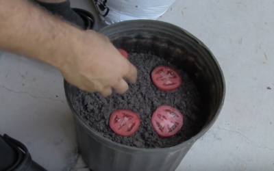 This Man Drops a Bunch Of Tomatoes In a Pot of Soil. A Week and Half Later Awesome.