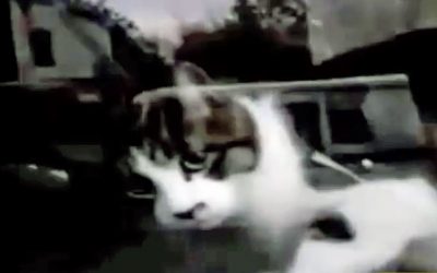 Every Time The Mailman Delivers The Mail This Angry Cat Throws The Most Hysterical Fit.