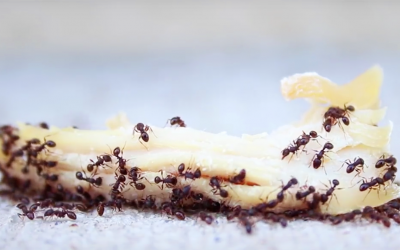 Are Ants About To Mess Up Your Year? Try THIS Simple Trick To Get Rid Of Them Immediately!