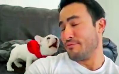 Daddy Calls His Little Bulldog Pup Handsome. The Pup Proceeds To Throw a Hysterical Hissy Fit.