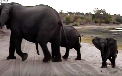 Tiny Baby Elephant Notices People Watching Him On Safari. But Seconds Later He Does The Most Adorable Thing Ever.