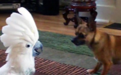 Nobody Believed Him When He Said What His Cockatoo Does To The Dog Everyday. So He Caught THIS