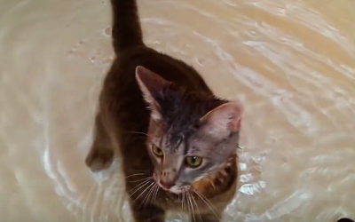 This Kitty Has The Most Unusual Reaction To Taking a Bath
